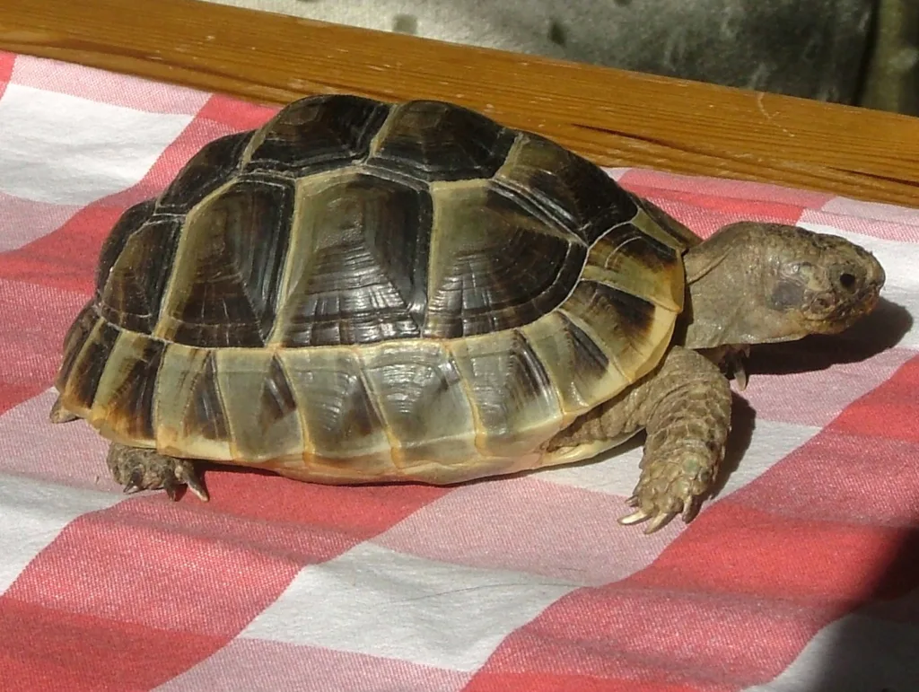 Vista lateral de una tortuga mora africana sobre una tela a cuadros rosas y blancos