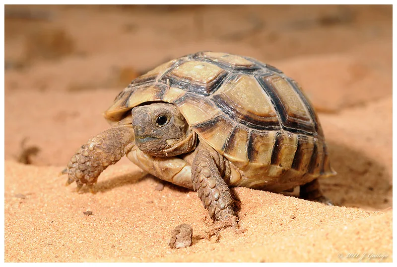 Vista frontal de la tortuga mora sobre la arena de una tierra desértica