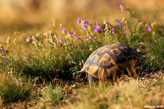 Vista lejana de la tortuga moruna africana al lado de la vegetación