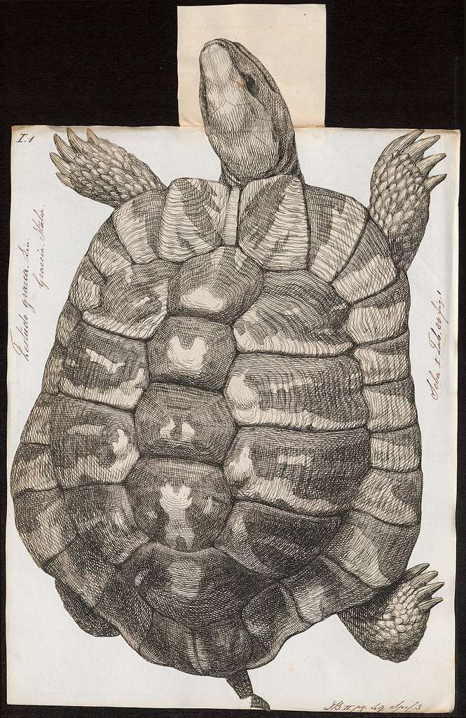 Dibujo de una vista de planta de la tortuga moruna