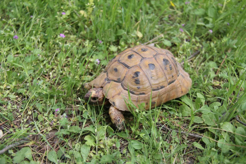 Vista lejana de la tortuga testudo graeca en medio de la vegetación
