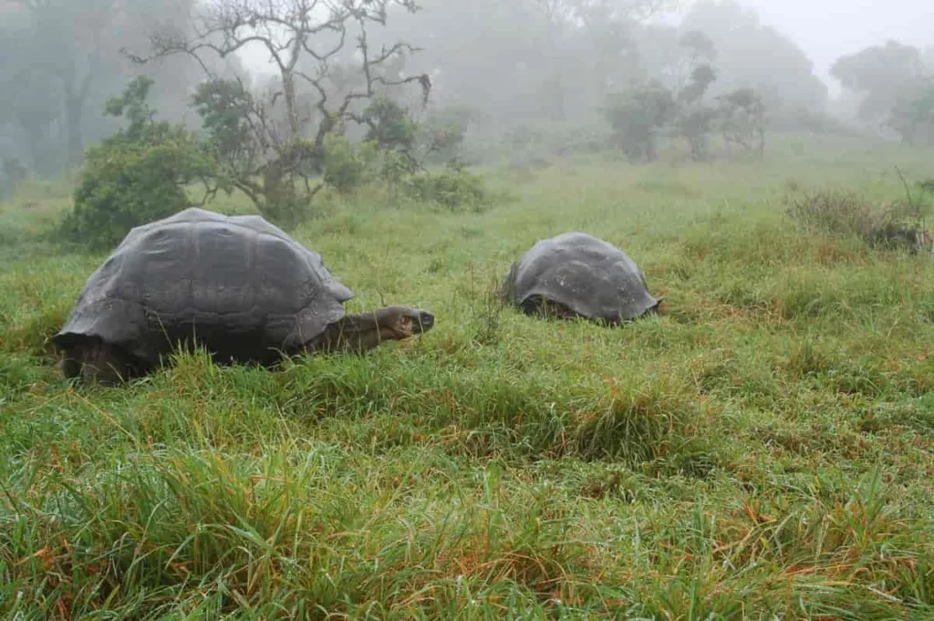Vista de dos tortugas gigantes de Aldraba en su hábitat natural