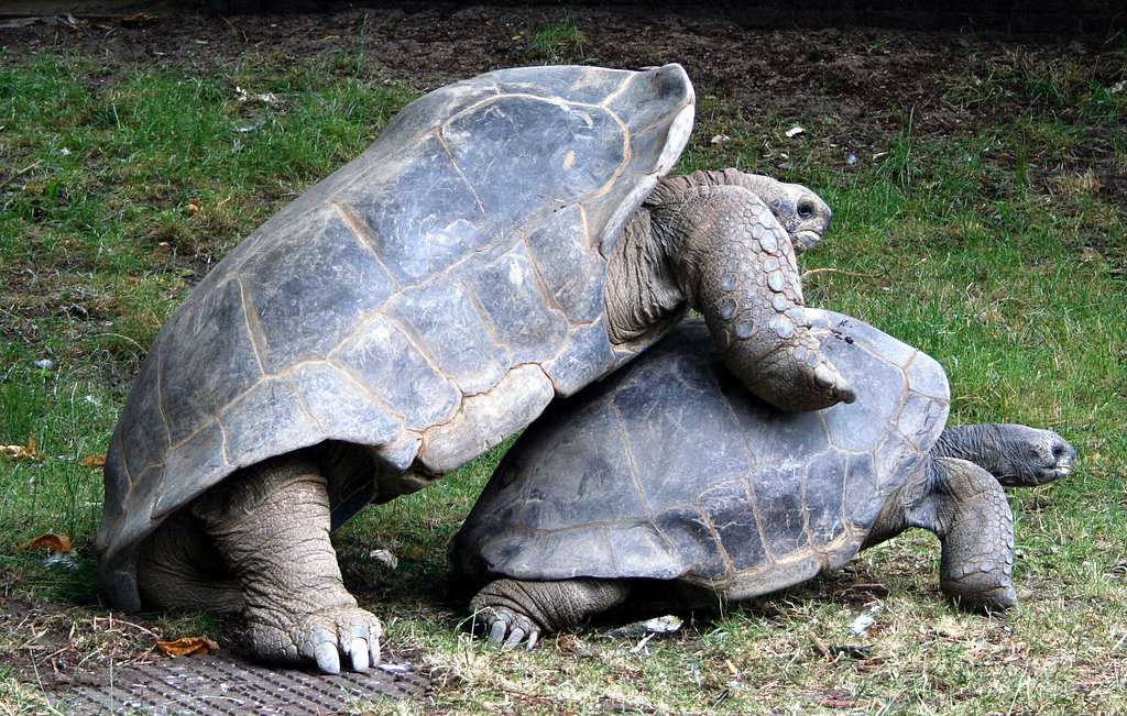 Vista de un macho y una hembra de tortugas gigantescas de Aldraba empezando la copulación