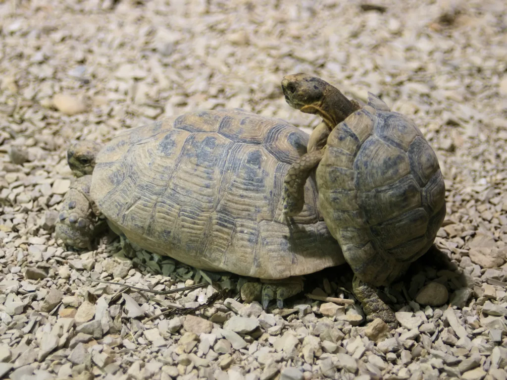 Vista de dos tortugas moras copulando en medio de una tierra desértica