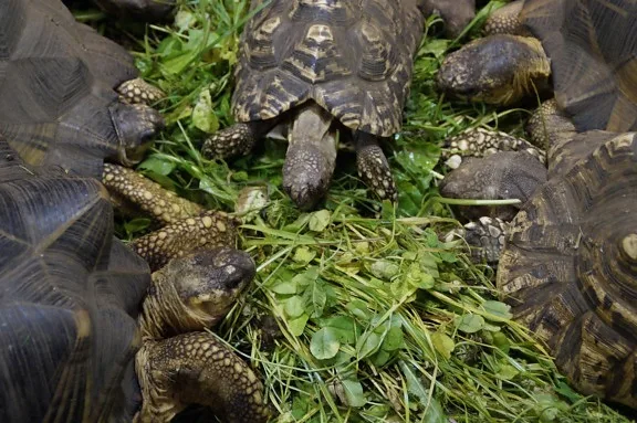 Vista de planta de varias tortugas morunas comiendo vegetación