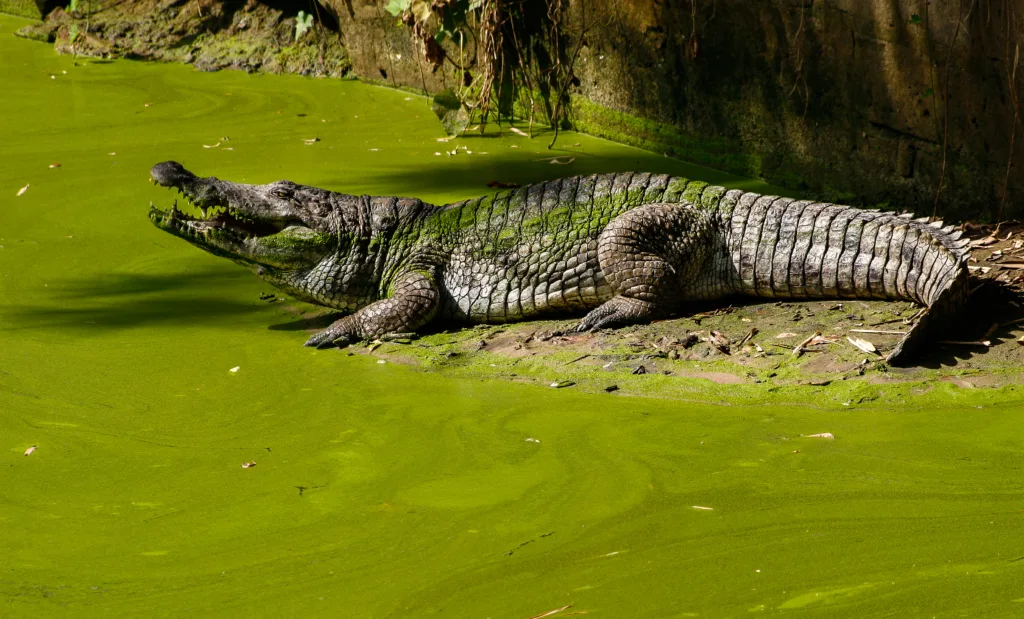 Vista lateral lejana del africano cocodrilo occidental sobre una roca al lado de agua verdosa 