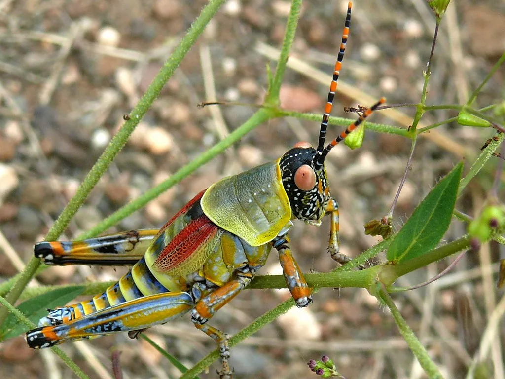 Vista lateral del africano saltamontes multicolor posado en un tallo
