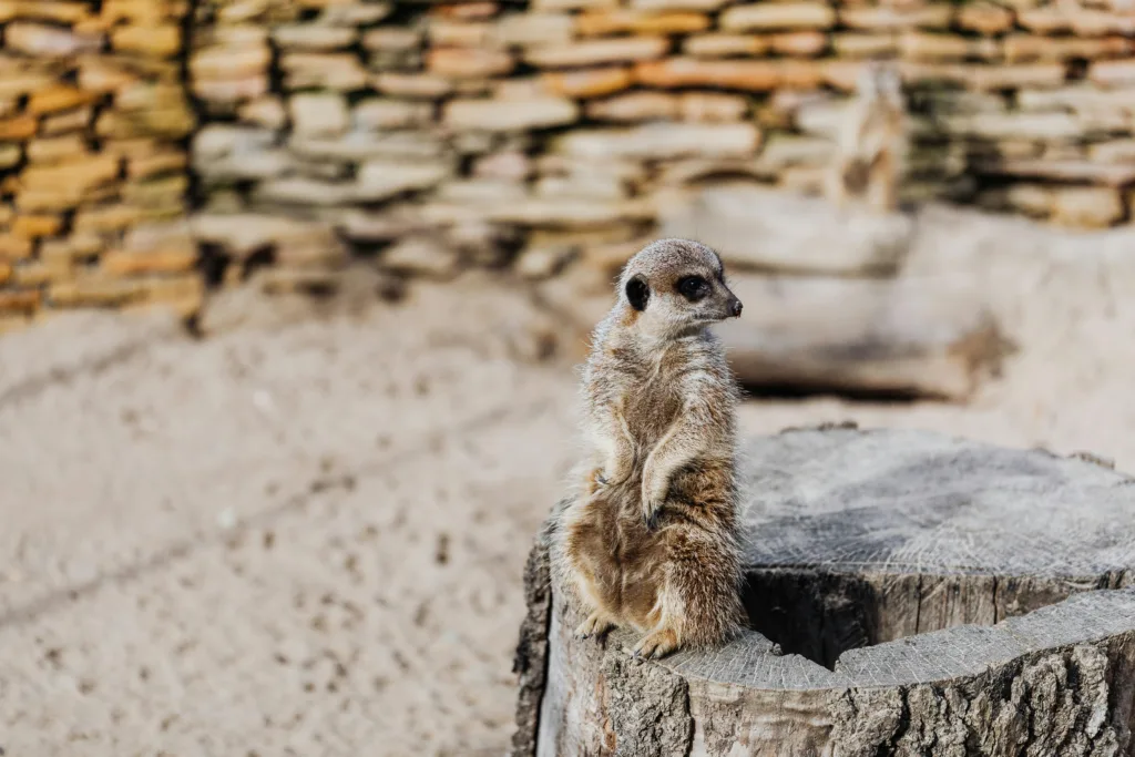 Vista frontal de un africano suricato sentado en un tronco de un recinto de un zoo