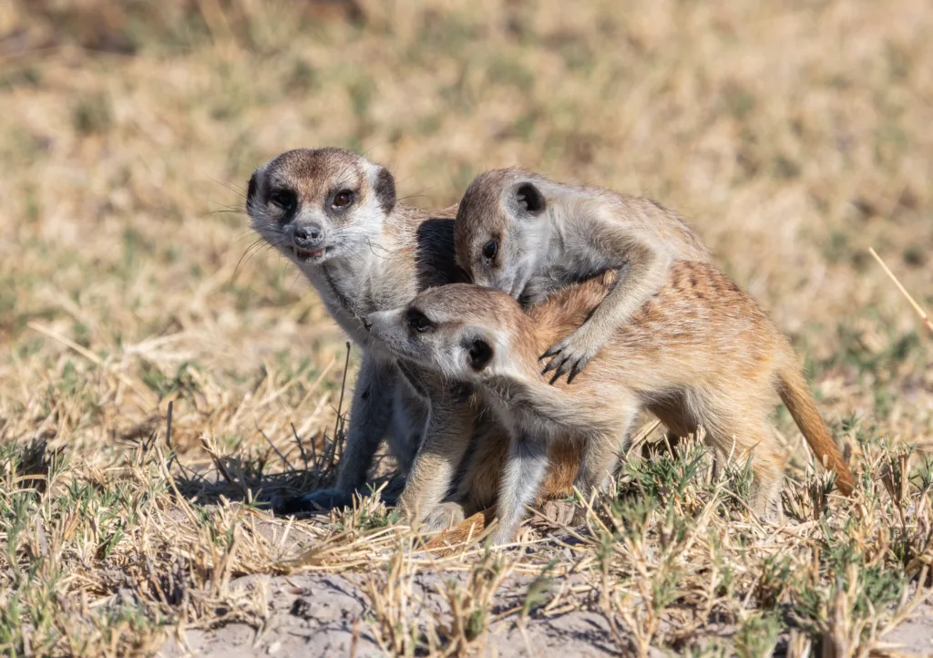 Vista de tres africanos suricatos interactuando entre ellos