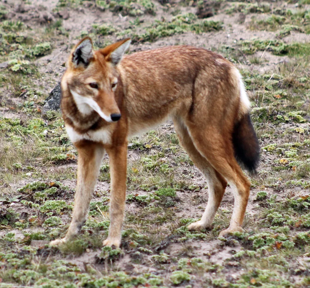 Vista lateral de un canis simensis con la cola encogida mirando a su izquierda