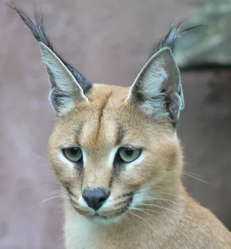 Vista frontal de la cara del caracal