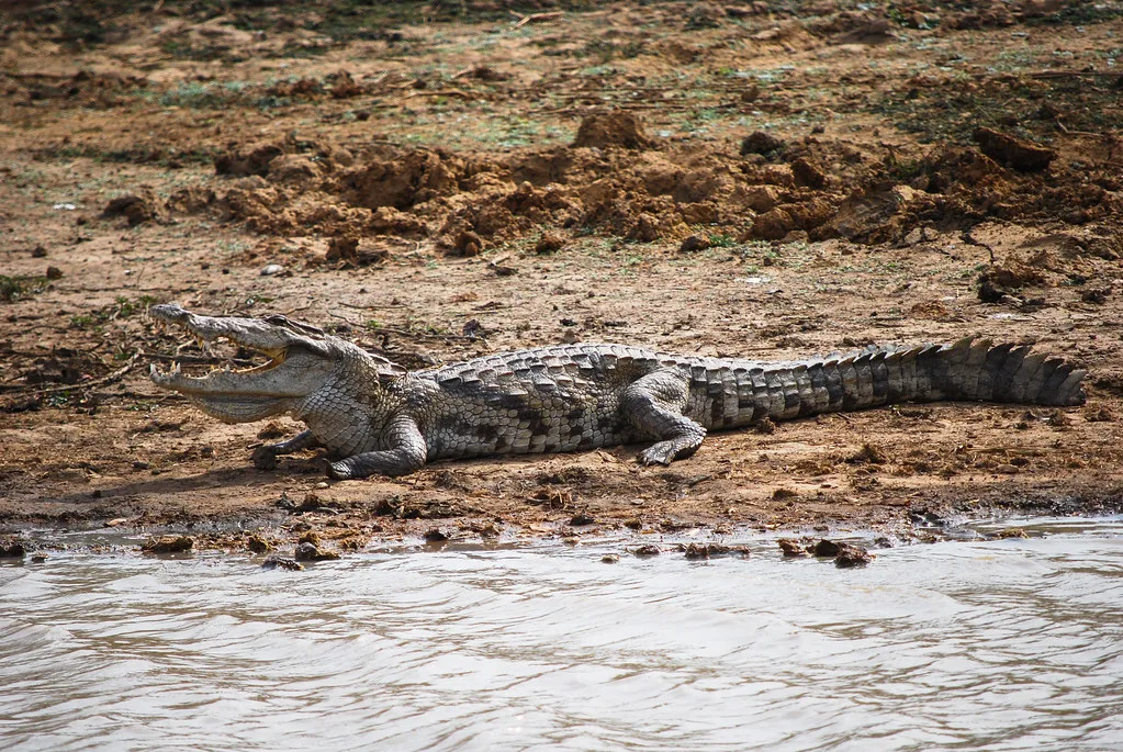 Vista lejana lateral del cocodrilo de África Occidental a la orilla de un río