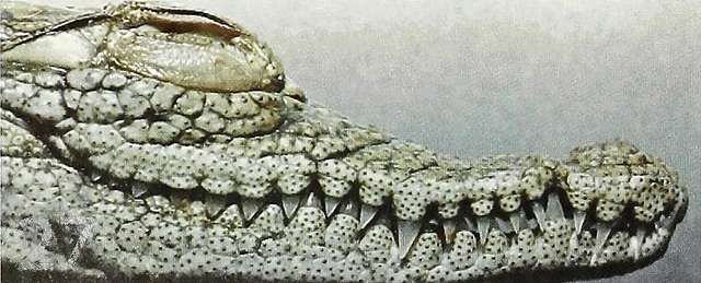 Vista lateral de la cabeza del cocodrilo africano occidental 