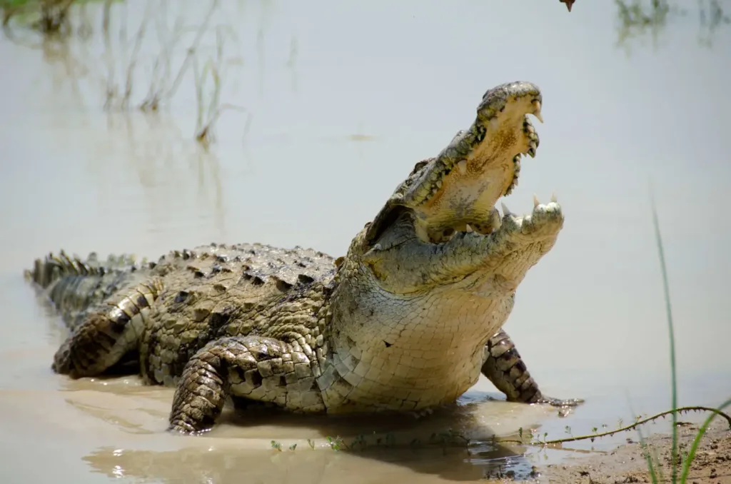 Vista frontal de un cocodrilo del desierto africano a la orilla de un río con su boca abierta mirando hacia arriba