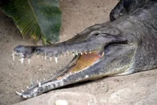 Vista lateral de la cabeza del cocodrilo hociquifino con la boca abierta