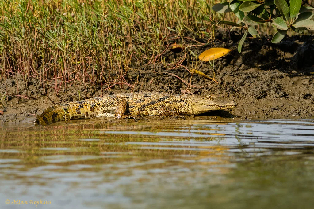 Vista lejana lateral del cocodrilo occidental africano en su hábitat natural