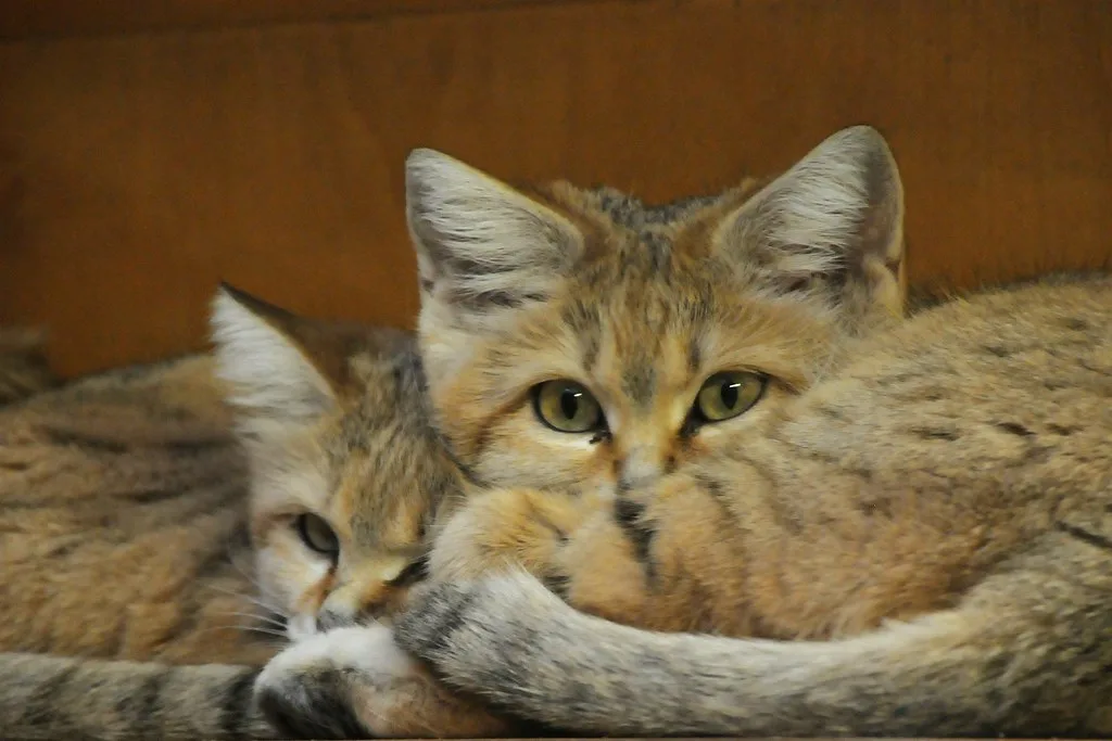 Vista frontal de dos crías de gato del desierto acostadas pegadas la una a la otra