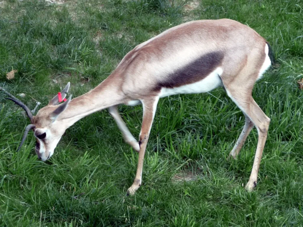 Vista lateral de la cuviers gazelle pastando hierba 