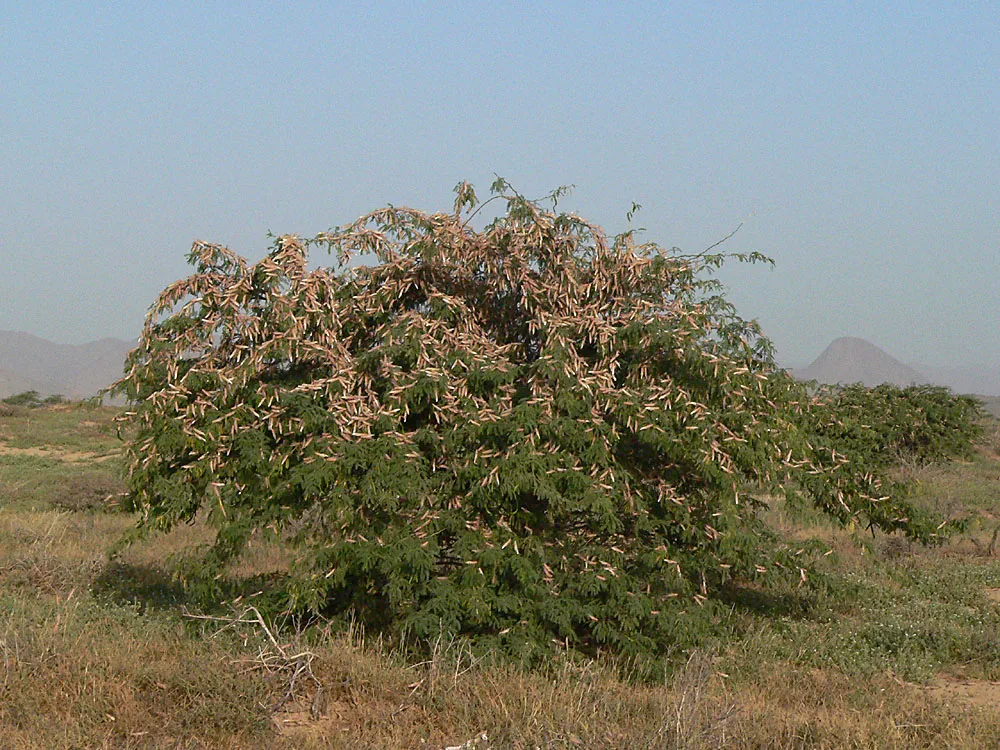 Vista de un enjambre de langostas en la vegetación