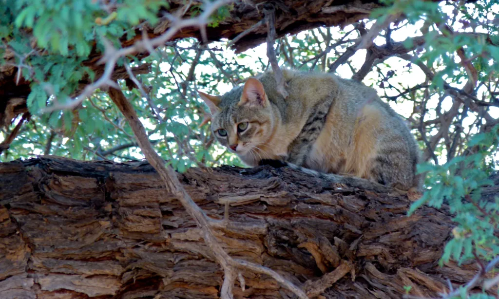 Vista lateral de un felis lybica acostado en la rama de un árbol mirando hacia abajo
