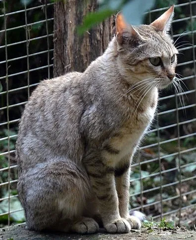Vista lateral de un felis silvestris lybica sentado en un recinto encerrado