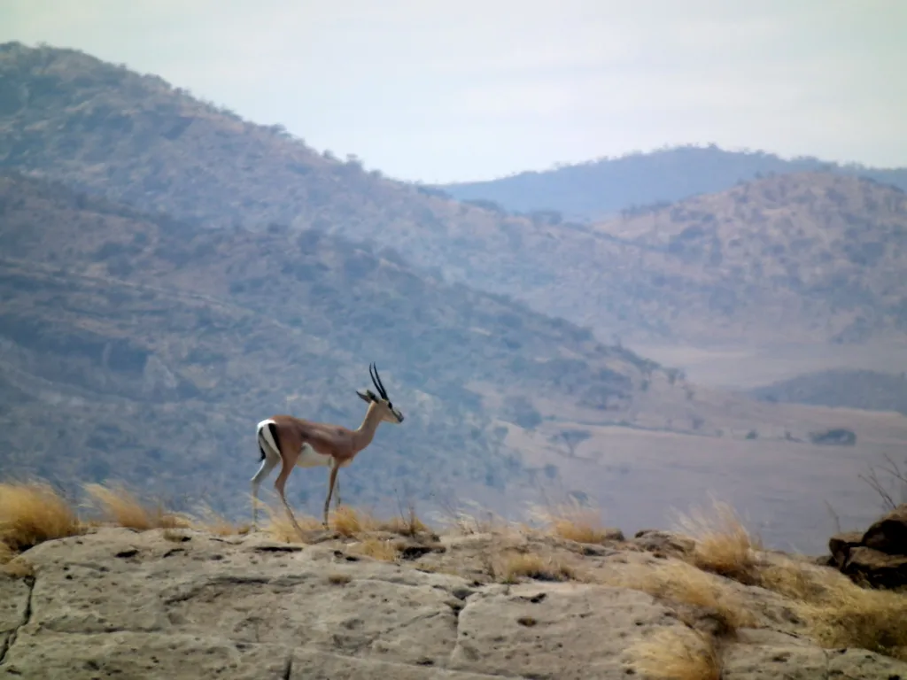 Vista lejana de la gacela africana de Grant con las montañas al fondo
