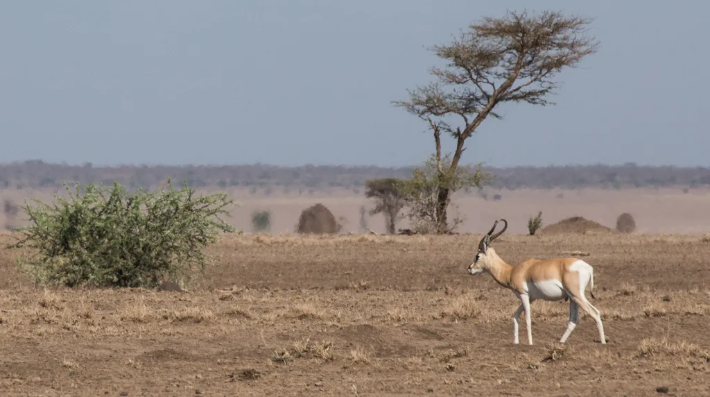 Vista lejana de la gacela africana de Soemmerring con un paisaje desértico al fondo
