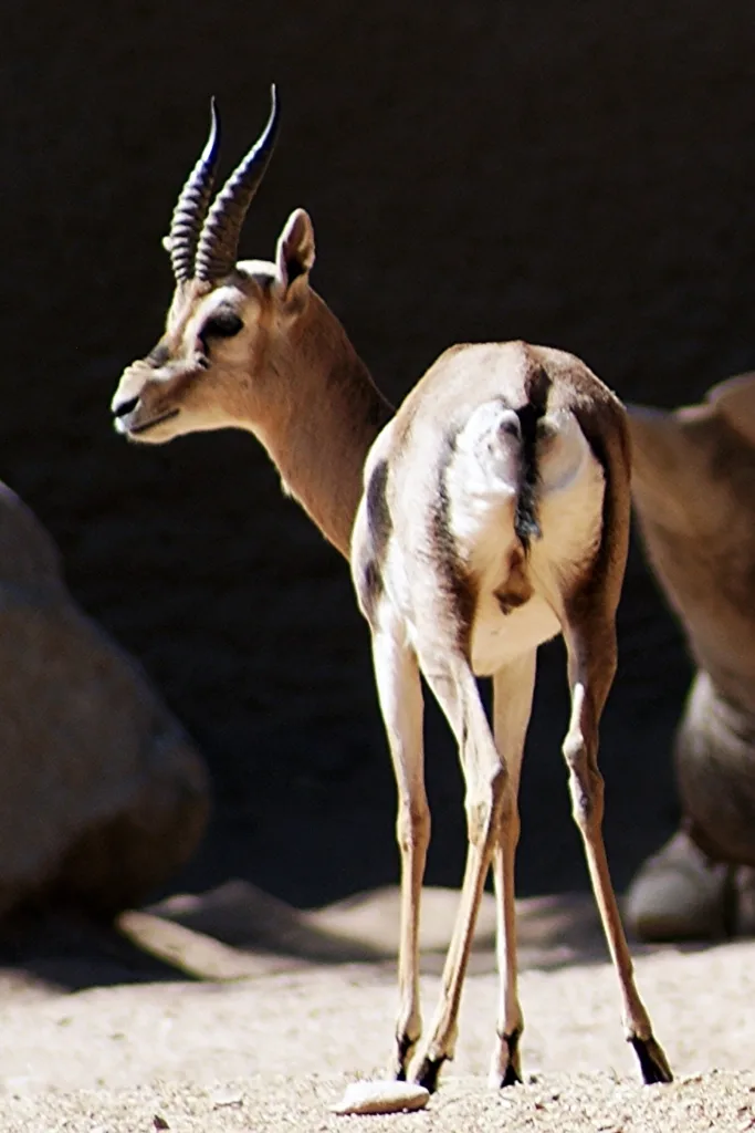 Vista trasera de una gacela africana de Spekei mirando a su izquierda