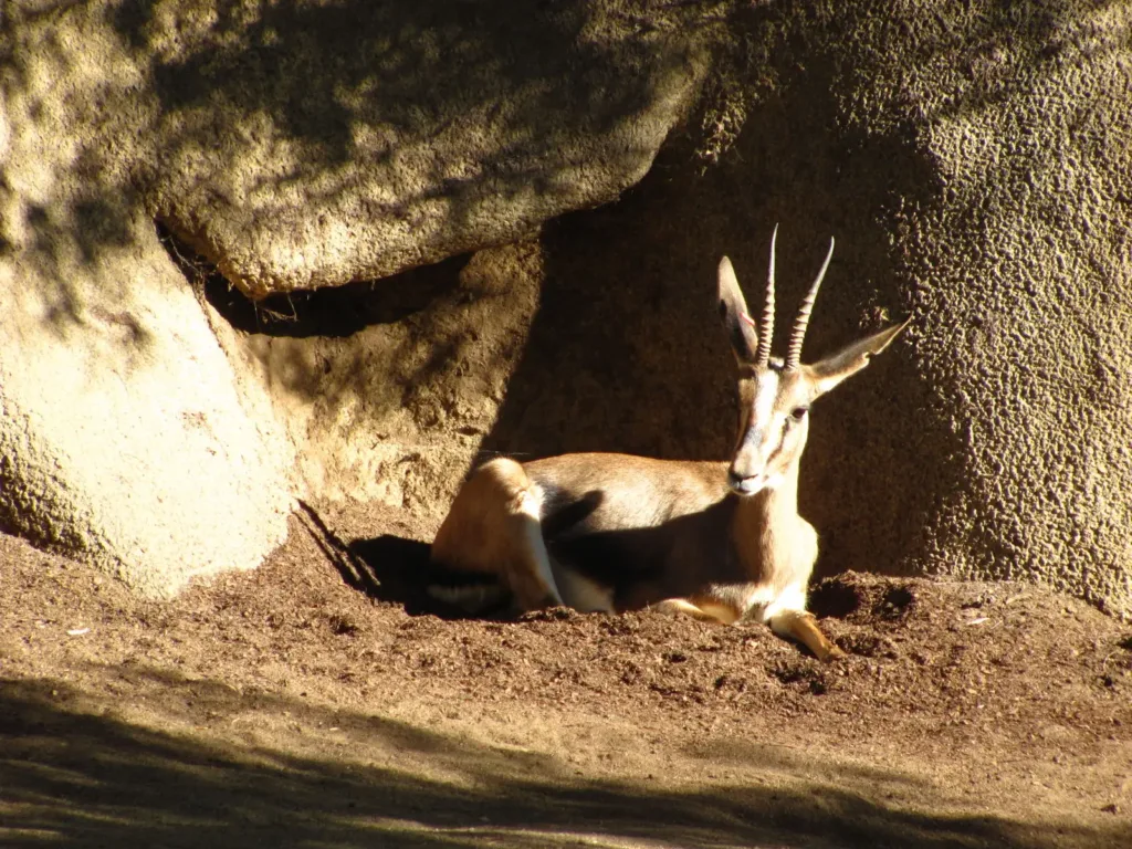 Vista lateral de una gacela del Atlas descansando frente a una pared rocosa