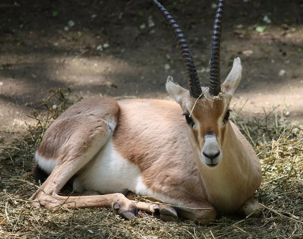 Vista frontal de una gacela blanca africana tumbada descansando en el suelo