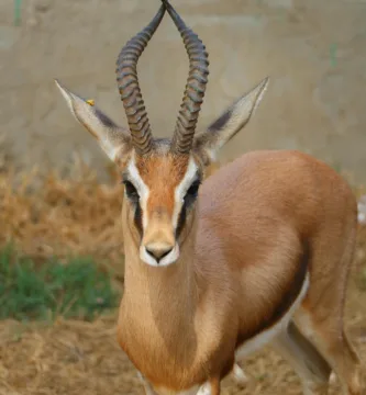Vista frontal de la gacela común