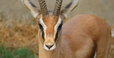 Vista frontal de la gacela común