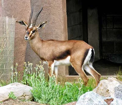 Vista lateral de una gacela cuvier africana en el recinto de un zoo