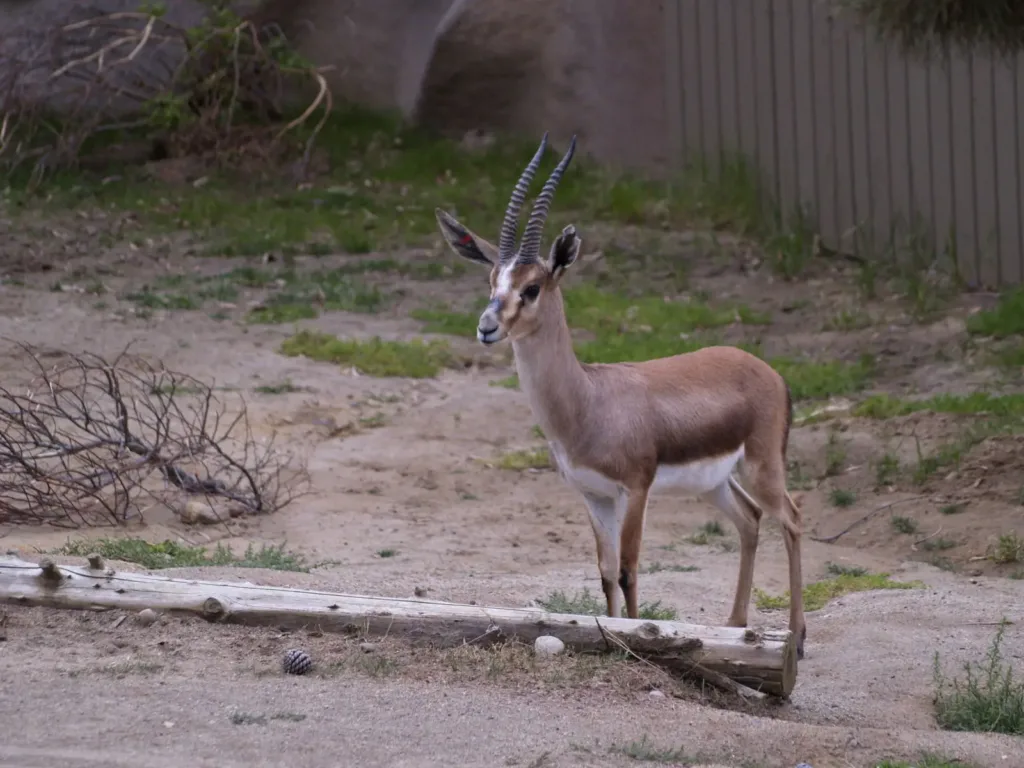 Vista lejana lateral de la gacela cuvieri en un recinto de un zoo