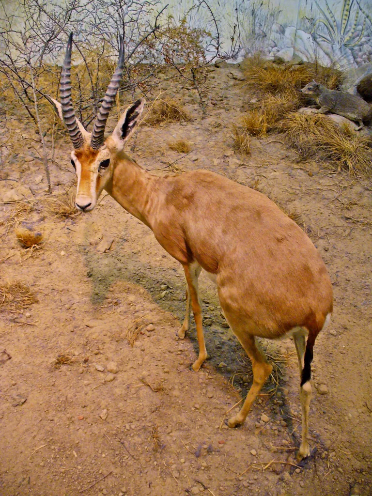 Vista trasera de una gacela dorcas africana agazapada en un montículo de tierra