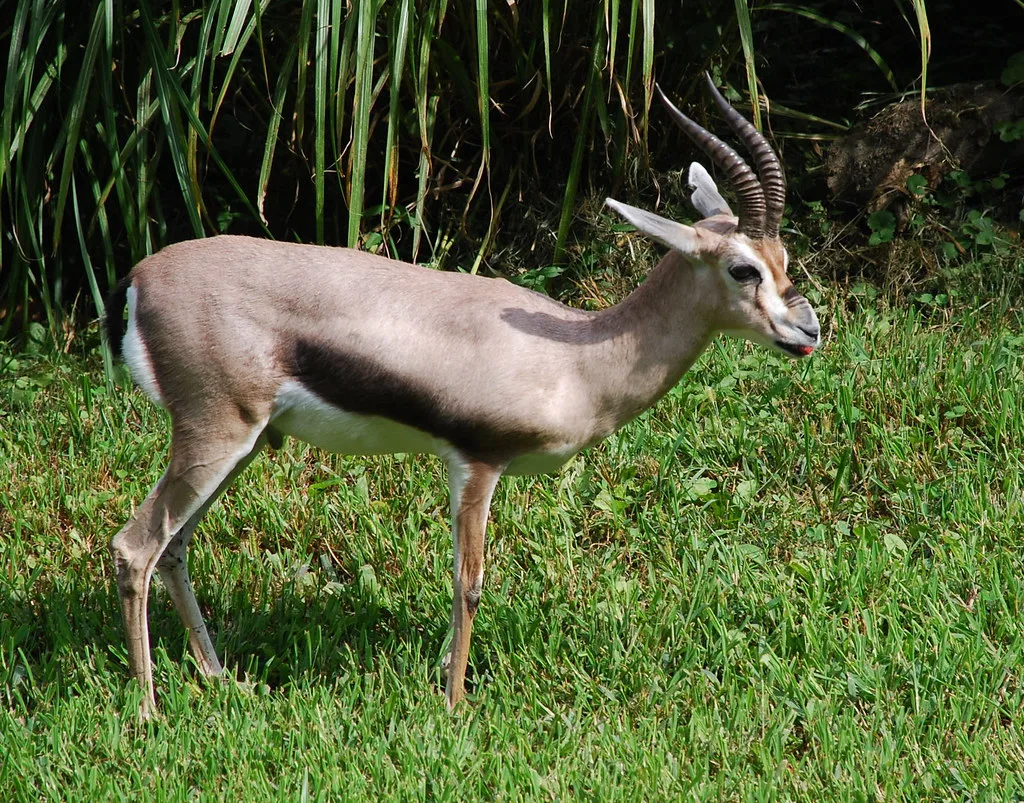 Vista lateral de una gacela gazella spekei de cuerpo entero sobre hierba