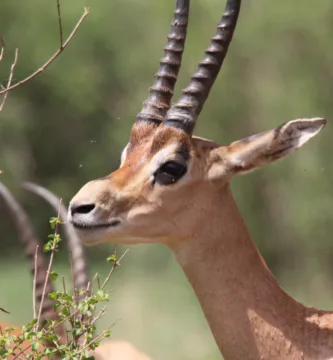 Vista lateral de la cabeza de la gacela de Grant