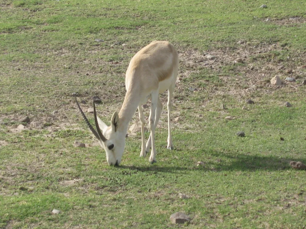 Vista frontal de una gacela de Loder pastando en la hierba