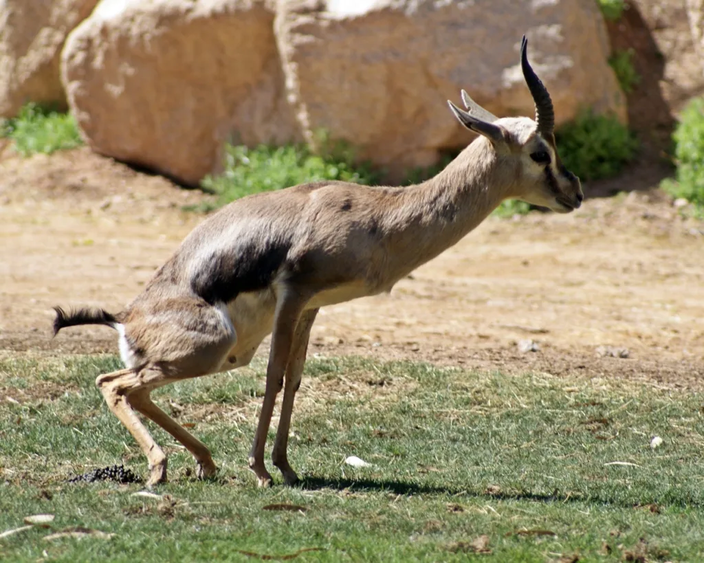 Vista lateral de un macho de gacela speke africana marcando su territorio