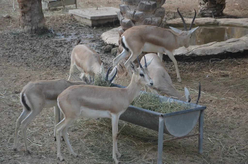Vista de un grupo de gacelas blancas en el recinto de un zoo