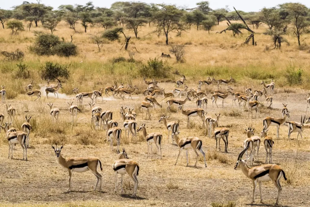 Vista de una gran manada de gacelas de Thomson en la sabana africana