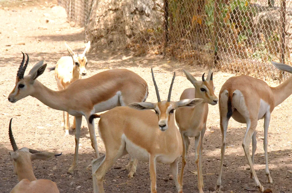 Vista de un grupo de gacelas dorcas con ejemplares adultos y crías en el recinto de un zoo