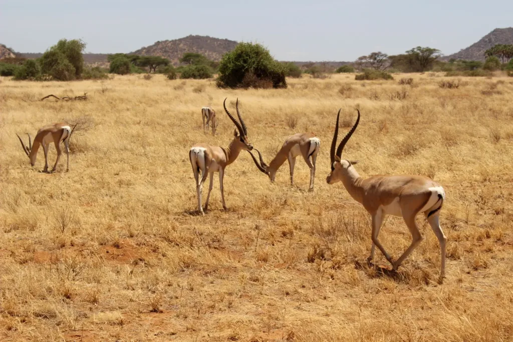 Vista de un grupo de gacelas de Grant en la sabana africana
