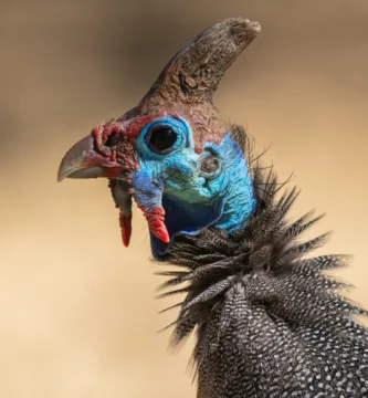 Vista lateral de la cabeza de la gallina de Guinea
