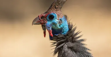 Vista lateral de la cabeza de la gallina de Guinea