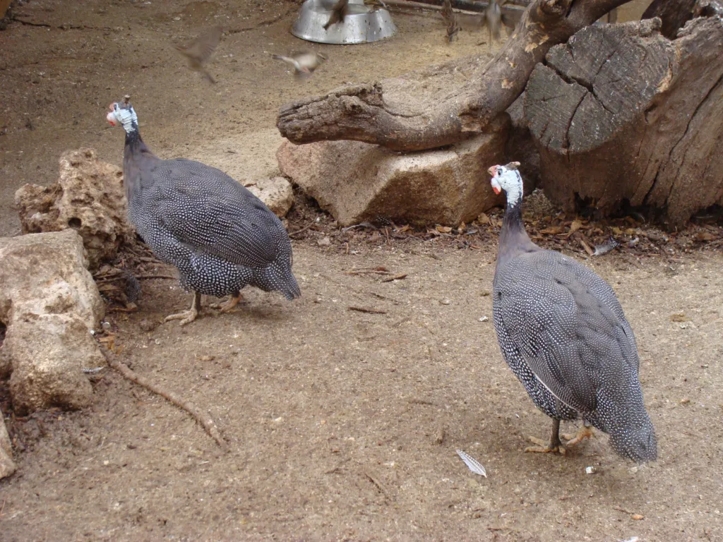 Vista trasera de dos gallinas pavillas en el recinto de un zoo