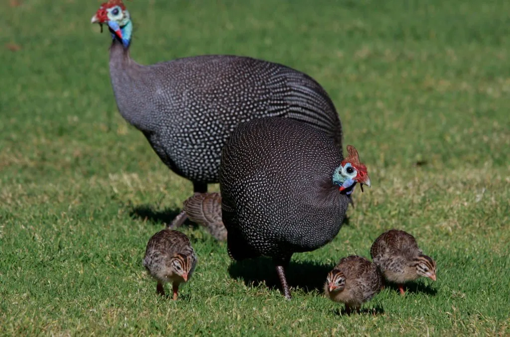 Vista de una familia de gallinolas con sus pollitos