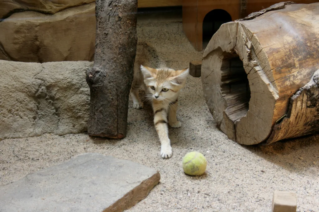 Vista de un gato africano de arena en un recinto cerrado de un zoo