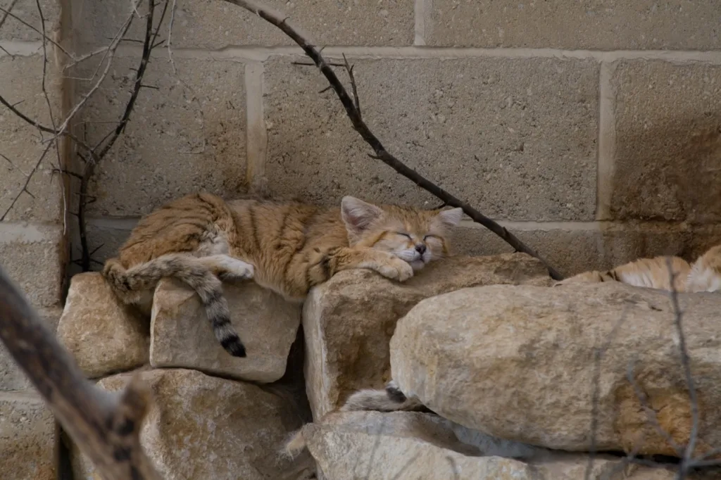 Vista de un gato africano del desierto durmiendo en unas rocas con una pared al fondo