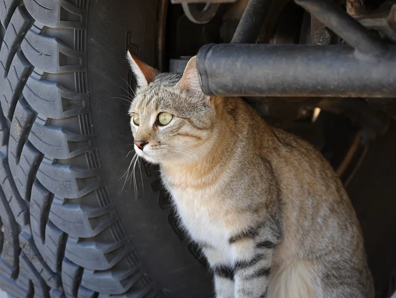 Vista lateral de un gato salvaje africano sentado al lado interno de una rueda de un vehículo grande